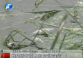 誰玷污了須水河的“清白”？